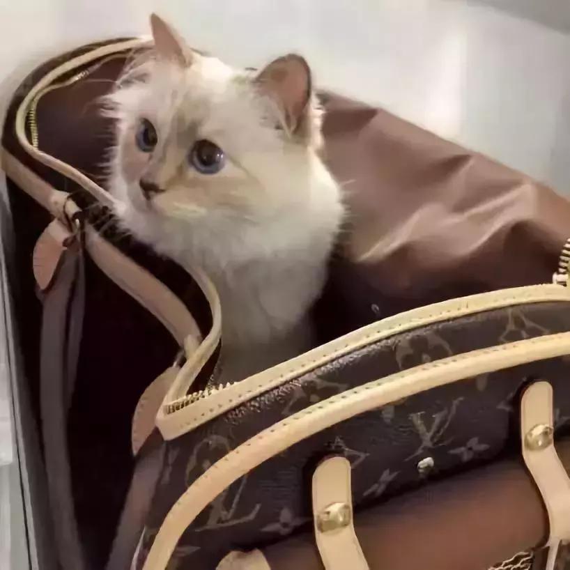 老佛爷的遗产真的由猫继承,老佛爷的所有家产最后留给了猫