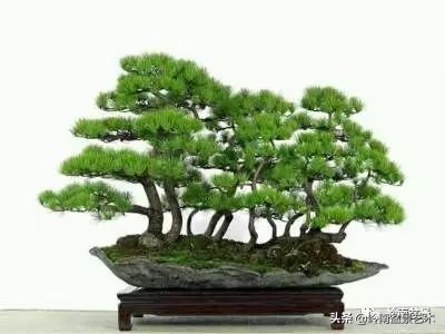 松树在水旱丛林盆景创作中的运用 (松树丛林盆景经典之作)