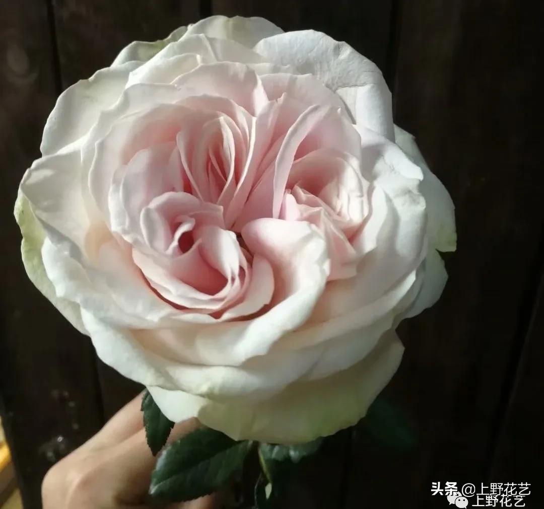 100种玫瑰代表什么,100种玫瑰品种