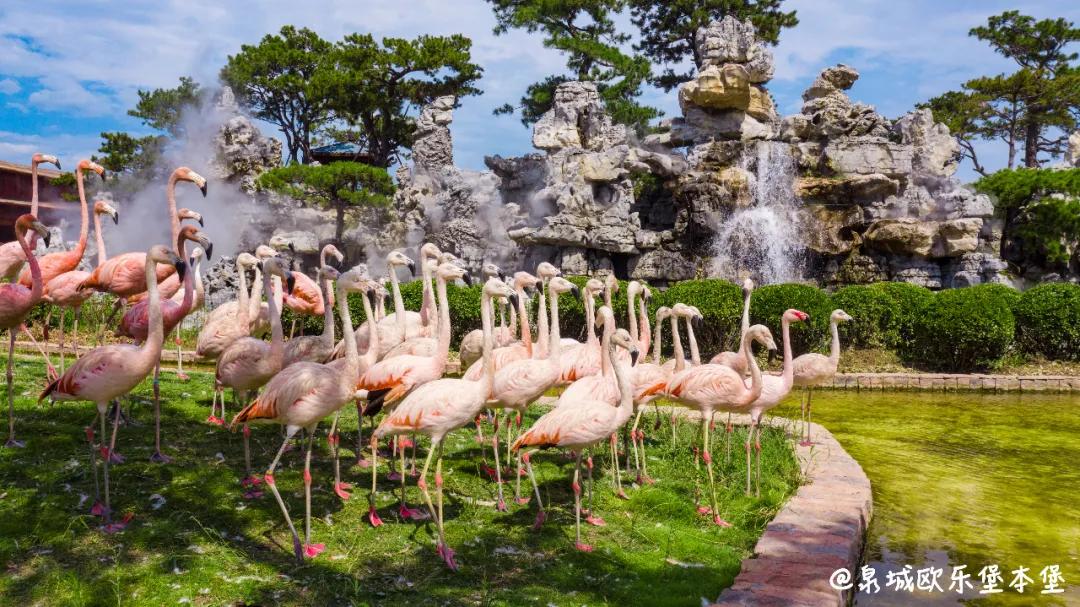 泉城欧乐堡动物王国二日游,十一假期泉城欧乐堡动物王国