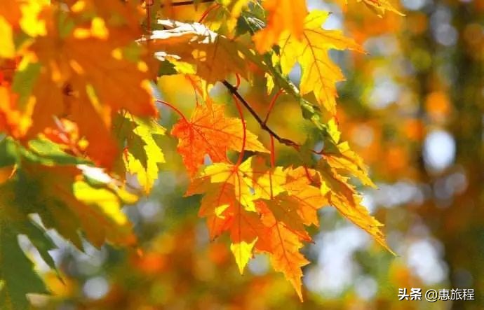 成都红枫打卡地,川西红枫岭团购