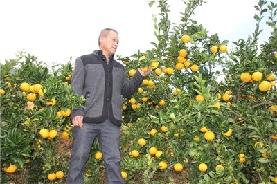 浙江高山甜桔柚,浙江绿色甜桔柚