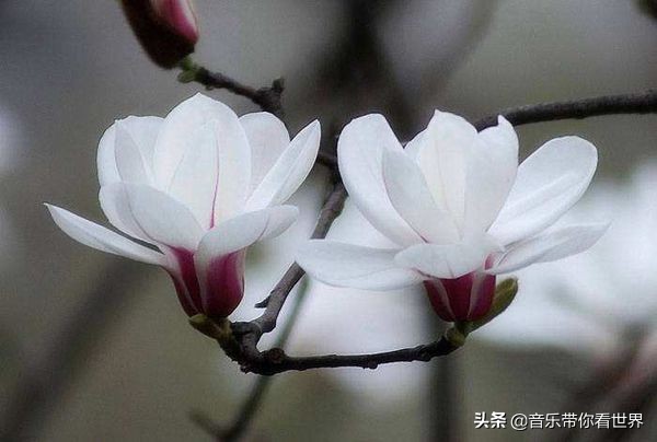 中国各城市市花图片简介,各个城市的市花有哪些