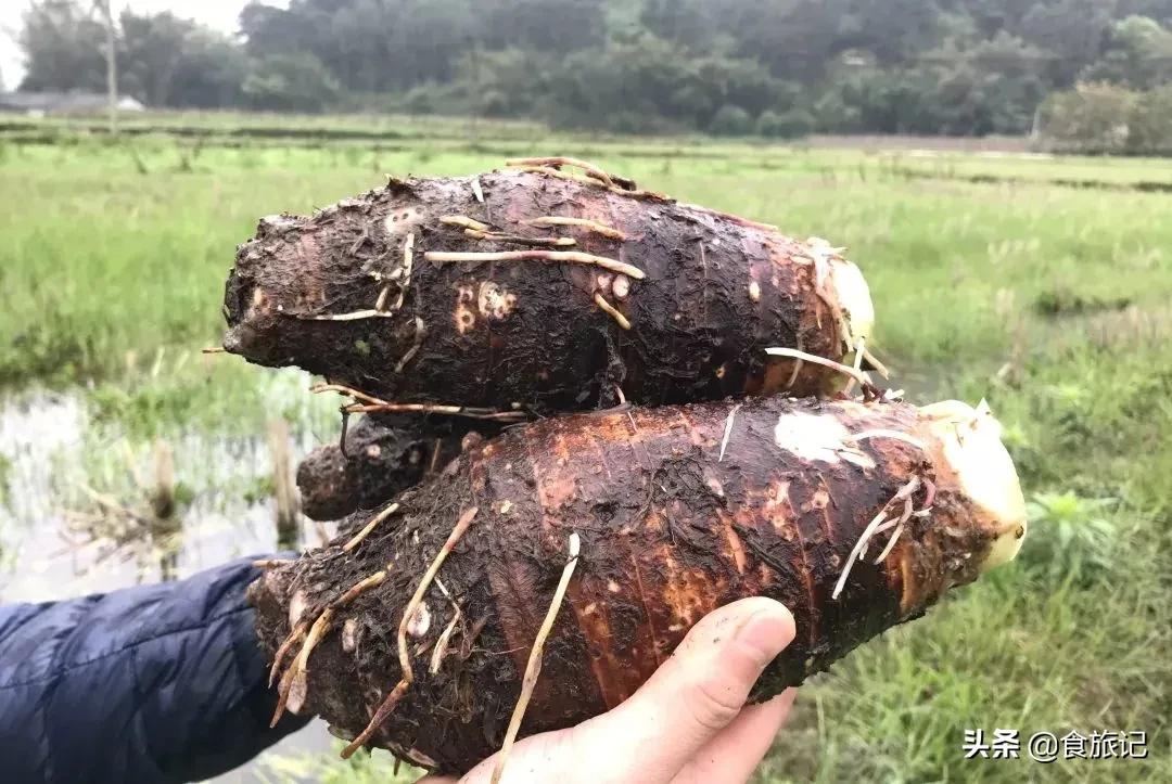 地道的荔浦芋头味道真是美,荔浦芋头乾隆皇帝吃进贡了吗