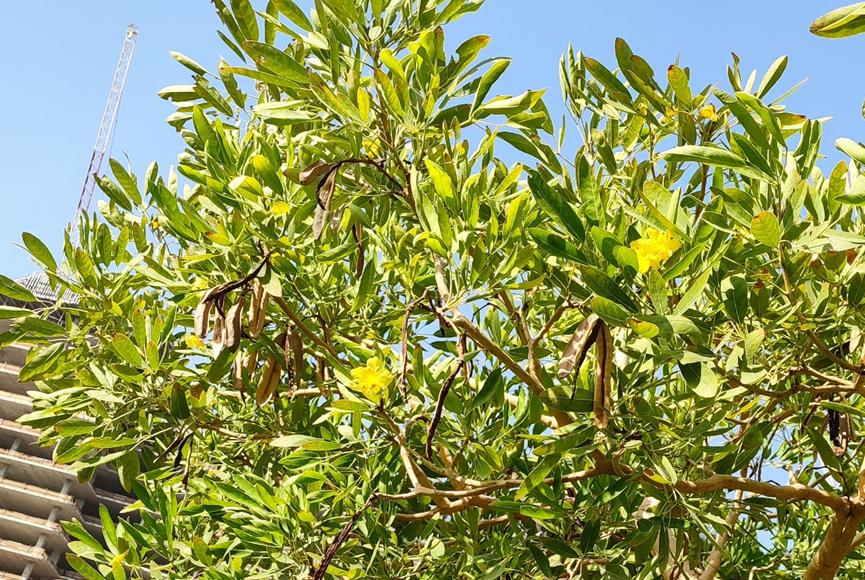 迪拜适合养什么植物,迪拜常见花草